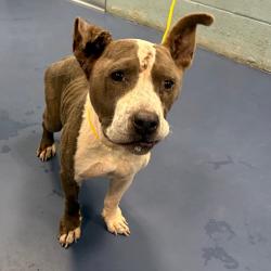 Shelter Stray Female Dog last seen , 980 Guilford College Rd, Greensboro, NC 27409, USA