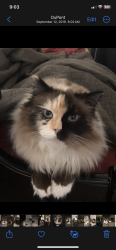 Lost Female Cat last seen 160th st e, Tacoma, WA 98445