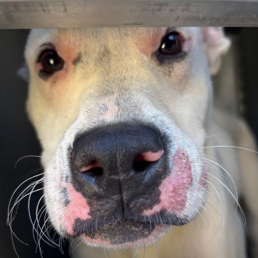 Shelter Stray Male Dog last seen , 980 Guilford College Rd, Greensboro, NC 27409, USA