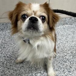 Shelter Stray Male Dog last seen , 157 W Grand Ave, Chicago, IL 60654, USA