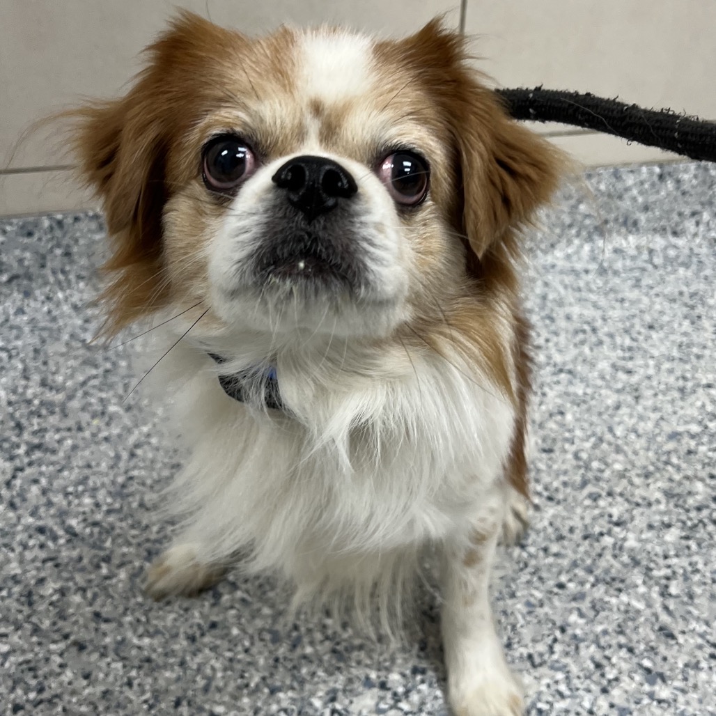 Shelter Stray Male Dog last seen , 157 W Grand Ave, Chicago, IL 60654, USA