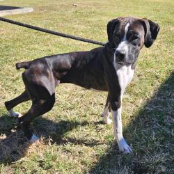 Shelter Stray Unknown Dog last seen , 244 Georgetown Rd, Jacksonville, NC 28540, USA