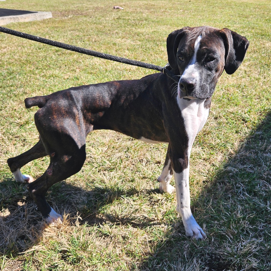 Shelter Stray Unknown Dog last seen , 244 Georgetown Rd, Jacksonville, NC 28540, USA