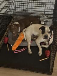 Lost Male Dog last seen Mimosa and Inda, Lake Francis Homes, FL 32526