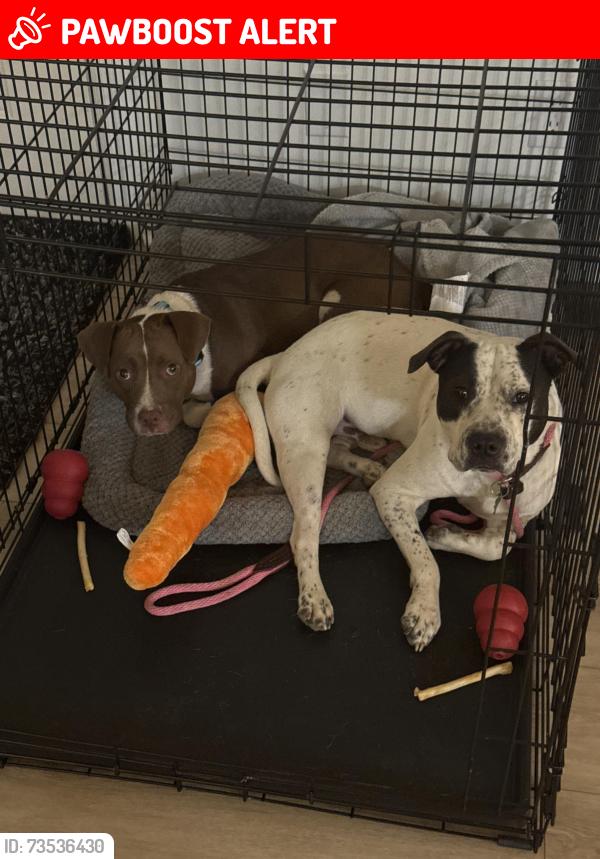 Lost Male Dog last seen Mimosa and Inda, Lake Francis Homes, FL 32526