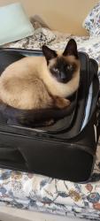 Reunited Male Cat last seen Dudley St and Overland St, Manchester, NH 03103