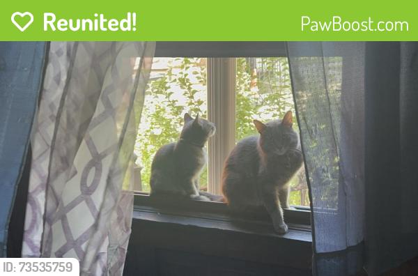 Reunited Male Cat last seen Sacramento & Washington, Chicago, IL 60612