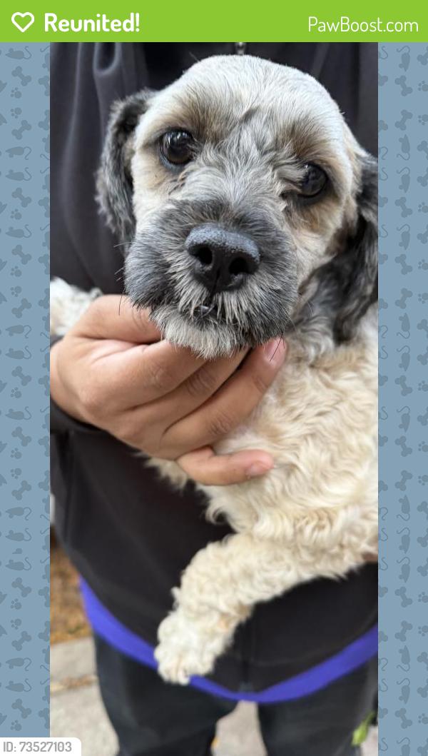 Reunited Female Dog last seen 54th and Sacramento, Chicago, IL 60632