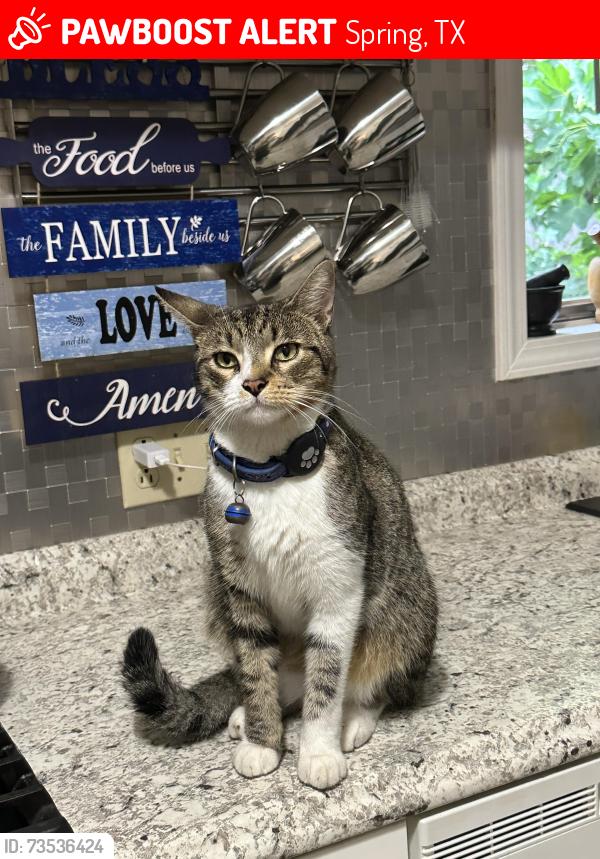 Lost Male Cat last seen N Copperknoll Cir and Lake Woodlands Dr, Spring, TX 77381