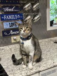 Lost Male Cat last seen N Copperknoll Cir and Lake Woodlands Dr, Spring, TX 77381