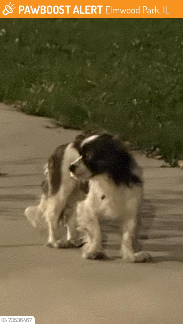 Found/Stray Male Dog last seen Fullerton & oak park, Elmwood Park, IL 60707