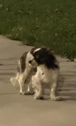 Found/Stray Male Dog last seen Fullerton & oak park, Elmwood Park, IL 60707