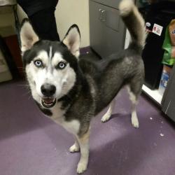 Found/Stray Male Dog last seen Near San Gabriel Ave, Cerritos, CA 90703, Cerritos, CA 90703