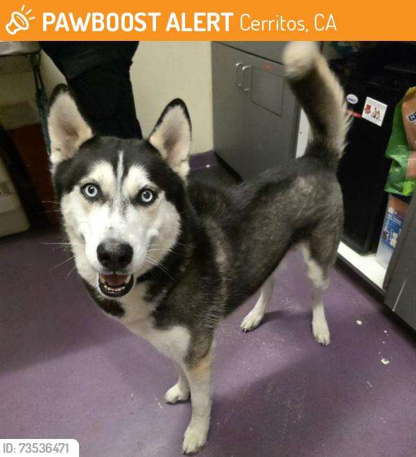 Found/Stray Male Dog last seen Near San Gabriel Ave, Cerritos, CA 90703, Cerritos, CA 90703