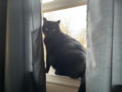 Lost Female Cat last seen White Pelican Ln, Cave Spring, VA 24018