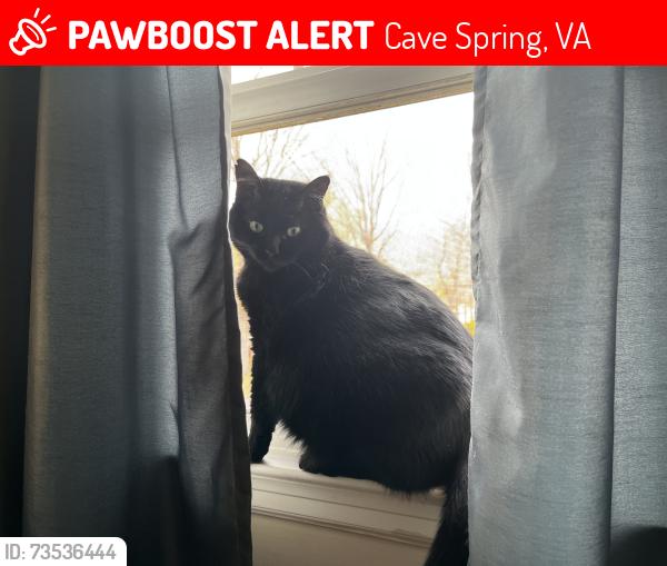 Lost Female Cat last seen White Pelican Ln, Cave Spring, VA 24018