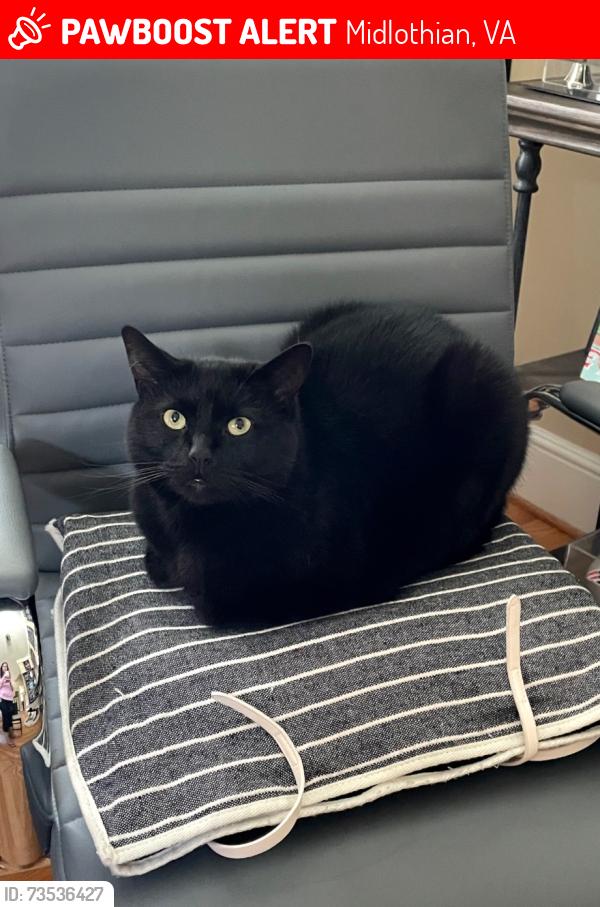 Lost Female Cat last seen Rountrey near Watermill and Woolridge, Midlothian, VA 23112