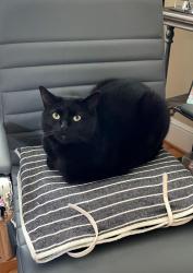 Lost Female Cat last seen Rountrey near Watermill and Woolridge, Midlothian, VA 23112
