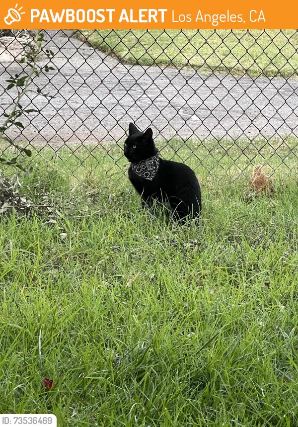 Found/Stray Unknown Cat last seen corbin & roscoe, Los Angeles, CA 91306