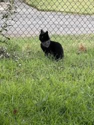 Found/Stray Unknown Cat last seen corbin & roscoe, Los Angeles, CA 91306
