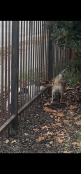 Found/Stray Male Dog last seen Corner of 11th and Wood in West Oakland, Oakland, CA 94607