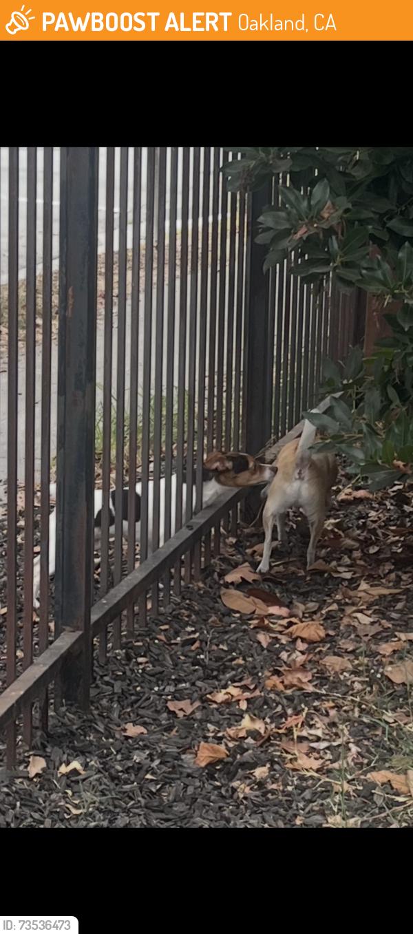 Found/Stray Male Dog last seen Corner of 11th and Wood in West Oakland, Oakland, CA 94607