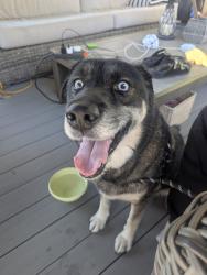 Reunited Male Dog last seen Autumn Lane and Butler Warren Rd, West Chester Township, OH 45069