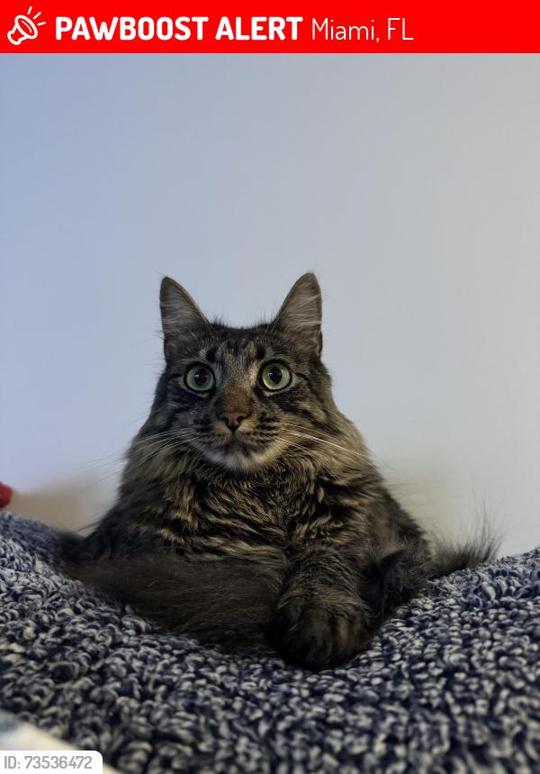 Lost Male Cat last seen Beach Club Fontainebleau, Miami, FL 33172