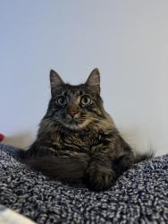 Lost Male Cat last seen Beach Club Fontainebleau, Miami, FL 33172