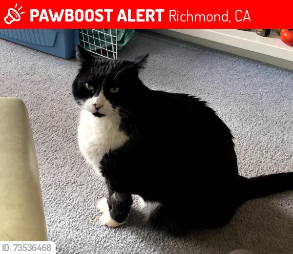 Lost Male Cat last seen Meeker Slough, Bay Trail, and Bayside Drive, Richmond, Richmond, CA 94804