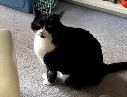 Lost Male Cat last seen Meeker Slough, Bay Trail, and Bayside Drive, Richmond, Richmond, CA 94804