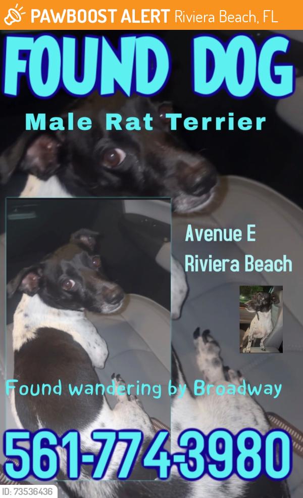 Found/Stray Male Dog last seen Broadway and Avenue E, Riviera Beach FL, Riviera Beach, FL 33404