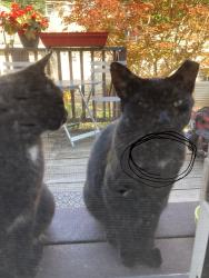 Reunited Male Cat last seen Ashland between Pratt and Columbia, Chicago, IL 60626