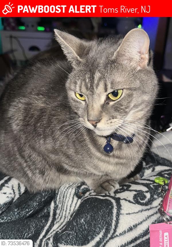 Lost Male Cat last seen Church Road, Toms River, NJ 08753