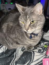 Lost Male Cat last seen Church Road, Toms River, NJ 08753