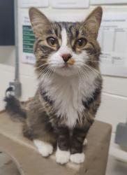 Shelter Stray Female Cat last seen Near E 600 S, Bountiful, UT 84010, USA, 1422 E 600 N, Fruit Heights, UT 84037, USA