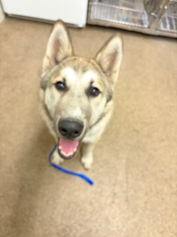 Shelter Stray Male Dog last seen Near N 1600 E, Bountiful, UT 84010, USA, 1422 E 600 N, Fruit Heights, UT 84037, USA