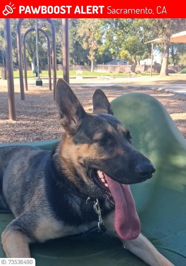 Lost Female Dog last seen Near Julisse ave, Sacramento, CA 95815