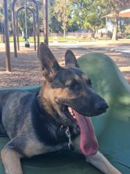 Lost Female Dog last seen Near Julisse ave, Sacramento, CA 95815