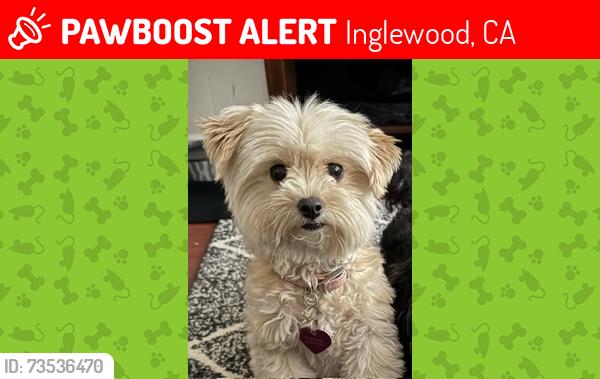 Lost Female Dog last seen Sentinels hosp, Inglewood, CA 90301