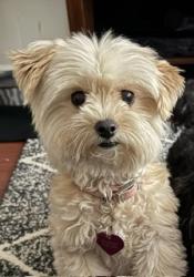 Lost Female Dog last seen Sentinels hosp, Inglewood, CA 90301