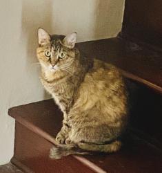 Reunited Female Cat last seen Big Oak and Oak Lake, Maury County, TN 37174