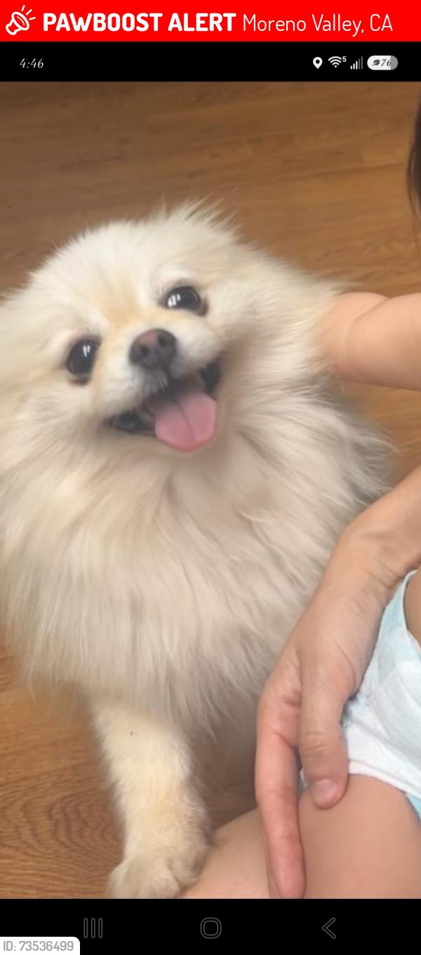 Lost Female Dog last seen Hazelwood, Moreno Valley, CA 92557