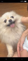 Lost Female Dog last seen Hazelwood, Moreno Valley, CA 92557