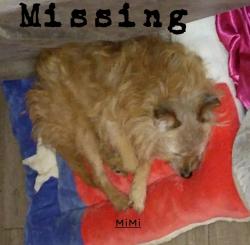 Reunited Female Dog last seen Chapin/ Waverley Park Elementary, Fort Worth, TX 76116