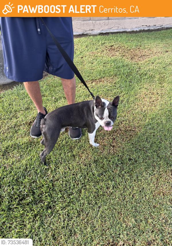 Found/Stray Male Dog last seen South St. and Shoemaker Ave., Cerritos, Cerritos, CA 90703
