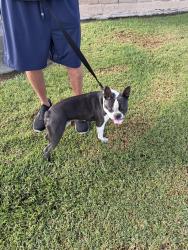 Found/Stray Male Dog last seen South St. and Shoemaker Ave., Cerritos, Cerritos, CA 90703
