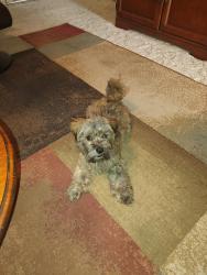 Reunited Female Dog last seen 92st avenue and Camelback, Glendale, AZ 85037