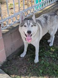 Found/Stray Male Dog last seen W. 23rd Street towards Baltic Ave., Long Beach, CA 90810