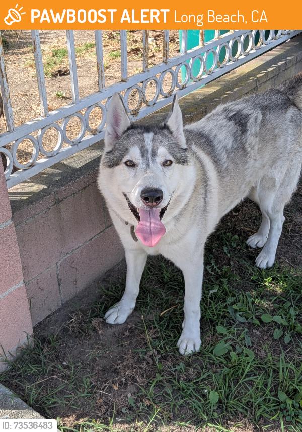 Found/Stray Male Dog last seen W. 23rd Street towards Baltic Ave., Long Beach, CA 90810